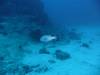 109 - Namena Reef North Save A Tack Passage