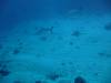 116 - Namena Reef North Save A Tack Passage