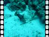 130 - Namena Reef North Save A Tack Passage