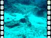 131 - Namena Reef North Save A Tack Passage