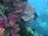 136 - Namena Reef North Save A Tack Passage