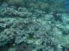 139 - Namena Reef North Save A Tack Passage
