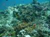 115 - Day2-3 Namena Reef Keenan's Reef