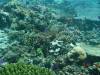 117 - Day2-3 Namena Reef Keenan's Reef