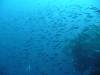 103 - Day5-1 Vatu-I-Ra Channel Hi-8