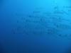 106 - Day5-1 Vatu-I-Ra Channel Hi-8