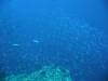 108 - Day5-1 Vatu-I-Ra Channel Hi-8