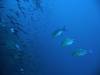 111 - Day5-1 Vatu-I-Ra Channel Hi-8