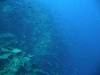 112 - Day5-1 Vatu-I-Ra Channel Hi-8