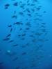 113 - Day5-1 Vatu-I-Ra Channel Hi-8