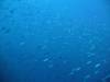 116 - Day5-1 Vatu-I-Ra Channel Hi-8