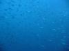 117 - Day5-1 Vatu-I-Ra Channel Hi-8