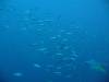 120 - Day5-1 Vatu-I-Ra Channel Hi-8