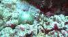 101 - Day5-2 Vatu-I-Ra Channel Hi-8