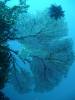 105 - Day5-2 Vatu-I-Ra Channel Hi-8