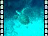 114 - Day5-2 Vatu-I-Ra Channel Hi-8