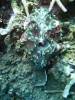122 - Day5-2 Vatu-I-Ra Channel Hi-8