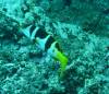 104 - Day5-3 Vatu-I-Ra Channel E-6