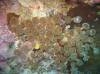 105 - Day5-4 Vatu-I-Ra Channel E-6