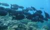Album: Day6-1 Wakaya Reef Yellow Wall