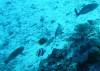 101 - Day6-1 Wakaya Reef Yellow Wall