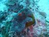 102 - Day6-1 Wakaya Reef Yellow Wall