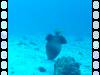 108 - Day6-1 Wakaya Reef Yellow Wall