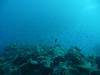 111 - Day6-1 Wakaya Reef Yellow Wall