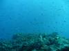 112 - Day6-1 Wakaya Reef Yellow Wall