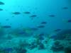 113 - Day6-1 Wakaya Reef Yellow Wall