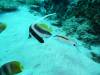 114 - Day6-1 Wakaya Reef Yellow Wall