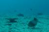 115 - Day6-1 Wakaya Reef Yellow Wall