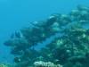 117 - Day6-1 Wakaya Reef Yellow Wall