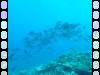 120 - Day6-1 Wakaya Reef Yellow Wall