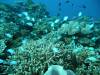 129 - Day6-1 Wakaya Reef Yellow Wall