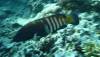 130 - Day6-1 Wakaya Reef Yellow Wall