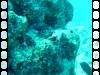 132 - Day6-1 Wakaya Reef Yellow Wall