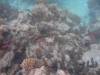 Album: Day4-0 Rangiroa Novotel Snorkel