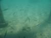 100 - Day13-2 Fakarava Fishies in Training