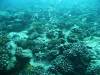 20080908 - Aquatiki-Dive2-1 Toau Otugi Drift-116 Dive2-1 Toau Otugi Drift