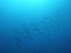 20080908 - Aquatiki-Dive2-2 Toau Otugi Drift-102 Dive2-2 Toau Otugi Drift