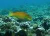 20080908 - Aquatiki-Dive2-2 Toau Otugi Drift-121 Dive2-2 Toau Otugi Drift
