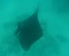 20080908 - Aquatiki-Dive3-2 Toau Manta-101 Dive3-2 Toau Manta