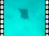 20080908 - Aquatiki-Dive3-2 Toau Manta-118 Dive3-2 Toau Manta