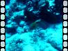 20080908 - Aquatiki-Dive3-3 Toau L'Eperon-103 Dive3-3 Toau L'Eperon