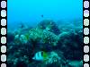 20080908 - Aquatiki-Dive3-3 Toau L'Eperon-117 Dive3-3 Toau L'Eperon