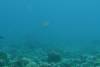 20080908 - Aquatiki-Dive3-3 Toau L'Eperon-133 Dive3-3 Toau L'Eperon