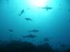 20080908 - Aquatiki-Dive5-1 Fakarava Tumakohua-110 Dive5-1 Fakarava Tumakohua