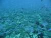 20080908 - Aquatiki-Dive5-1 Fakarava Tumakohua-117 Dive5-1 Fakarava Tumakohua