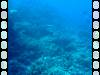 20080908 - Aquatiki-Dive6-1 Fakarava Tumakohua Incoming-126 Dive6-1 Fakarava Tumakohua Incoming